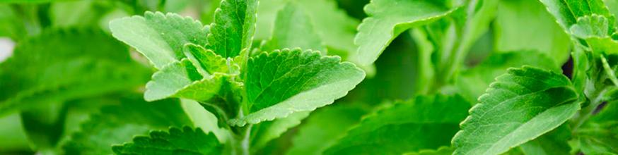 stevia-una-planta-muy-dulce-que-no-daña-la-salud